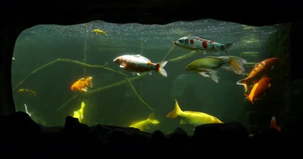 Koi Carp Cyprinus Carpio Freshwater Aquarium France Real Time — 图库视频影像