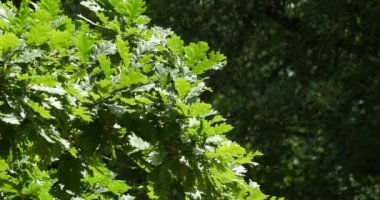 İngiliz meşesi yaprakları, quercus robur veya quercus pedunculata, Fransa 'nın güneybatısındaki Rocamadour Ormanı, Real Time 4K