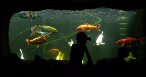 Koi Carp Cyprinus Carpio Freshwater Aquarium France Real Time — 비디오