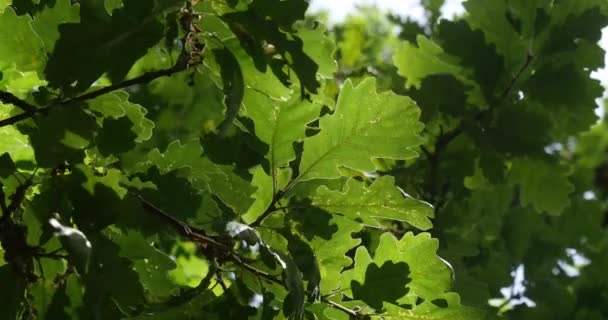 Folhas Carvalho Inglês Quercus Robur Quercus Pedunculata Floresta Perto Rocamadour — Vídeo de Stock