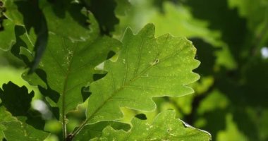 İngiliz meşesi yaprakları, quercus robur veya quercus pedunculata, Fransa 'nın güneybatısındaki Rocamadour Ormanı, Real Time 4K