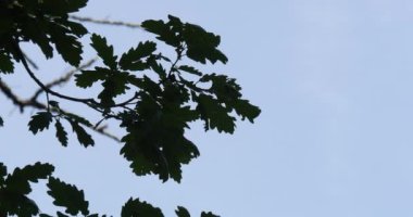 İngiliz meşesi yaprakları, quercus robur veya quercus pedunculata, Fransa 'nın güneybatısındaki Rocamadour Ormanı, Real Time 4K