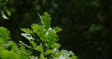 İngiliz meşesi yaprakları, quercus robur veya quercus pedunculata, Fransa 'nın güneybatısındaki Rocamadour Ormanı, Real Time 4K
