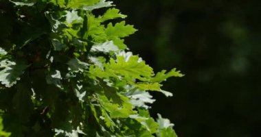 İngiliz meşesi yaprakları, quercus robur veya quercus pedunculata, Fransa 'nın güneybatısındaki Rocamadour Ormanı, Real Time 4K