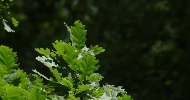 Leaves English Oak Quercus Robur Quercus Pedunculata Forest Rocamadour South — 비디오