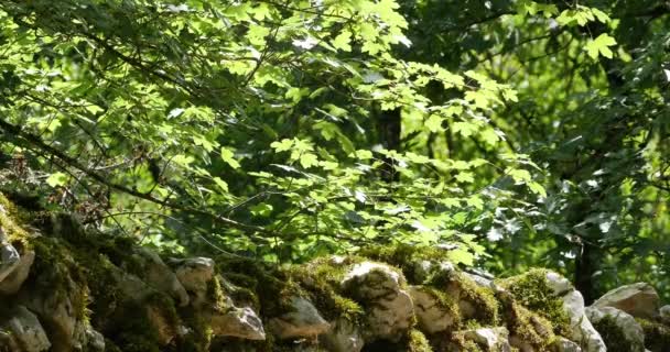 Folhas Floresta Perto Rocamadour Sudoeste França Tempo Real — Vídeo de Stock