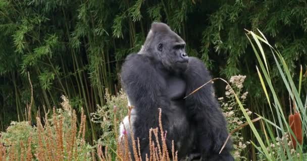 Eastern Lowland Gorilla Gorilla Graueri Silverback Male Real Time — 비디오