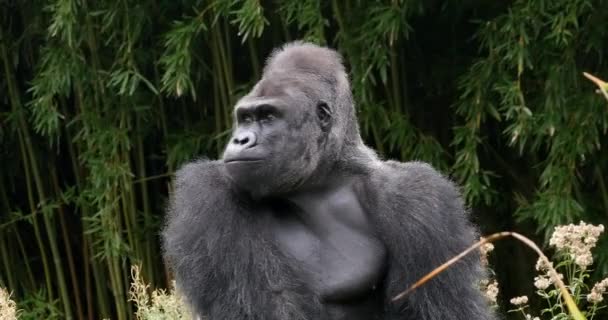 Gorilas Orientales Tierras Bajas Gorilas Gorilas Graueri Silverback Male Real — Vídeos de Stock