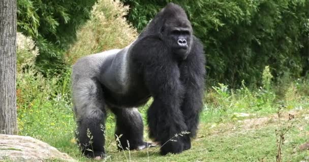 Doğu Lowland Gorili Goril Graueri Gümüş Sırt Erkek Real Time — Stok video