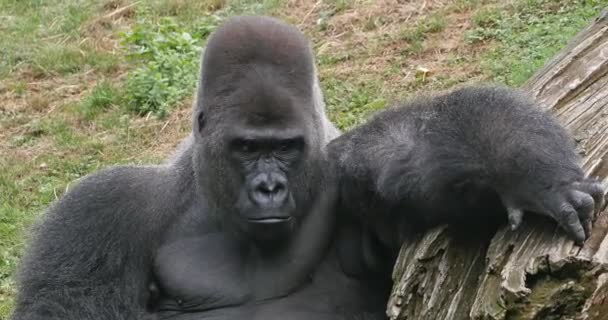 Eastern Lowland Gorilla Gorilla Gorilla Graueri Silverback Male Real Time — Stock Video