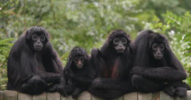 Kahverengi Saçlı Örümcek Maymun, ateles fusciceps rufiventris, Branch 'ta duran Yetişkinler Grubu, Real Time 4K