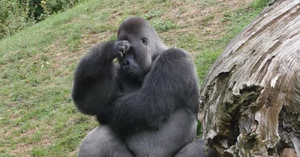 Eastern Lowland Gorilla Gorila Gorila Graueri Silverback Male Real Time — Stock video