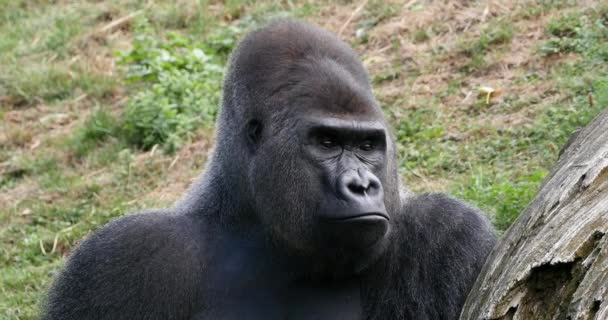 Gorilas Orientales Tierras Bajas Gorilas Gorilas Graueri Silverback Male Real — Vídeo de stock