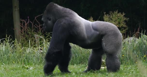Gorilas Orientales Tierras Bajas Gorilas Gorilas Graueri Silverback Male Real — Vídeo de stock