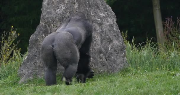 Ανατολική Lowland Gorilla Γορίλλας Γορίλλας Graueri Silverback Αρσενικό Πραγματικό Χρόνο — Αρχείο Βίντεο