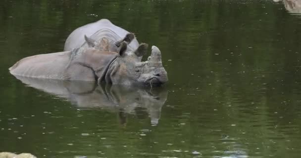インドのサイ サイのユニコーニス 水中に立つ大人 リアルタイム — ストック動画