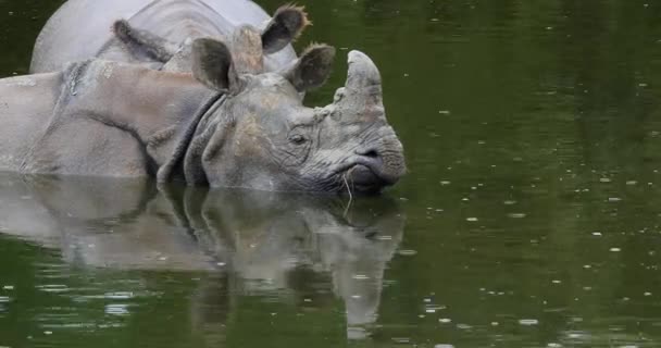 Indiase Neushoorn Neushoorn Unicornis Volwassenen Die Het Water Staan Real — Stockvideo