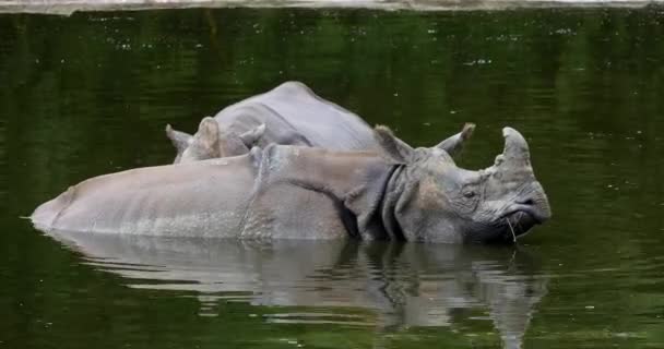 Indian Rhinoceros Rhinoceros Unicornis Adults Standing Water Real Time — стокове відео