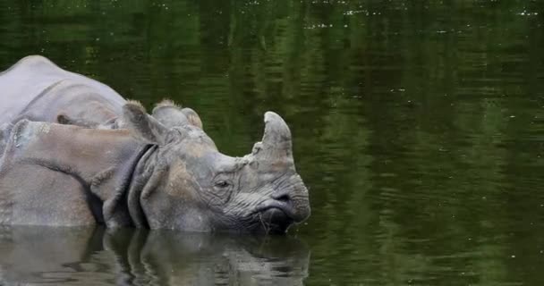 Ινδικό Rhinoceros Ρινόκερος Unicornis Ενήλικες Που Στέκονται Στο Νερό Πραγματικό — Αρχείο Βίντεο