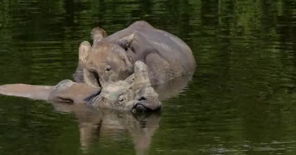 Индийский Носорог Носорог Единорог Взрослые Стоящие Воде Реальном Времени — стоковое видео