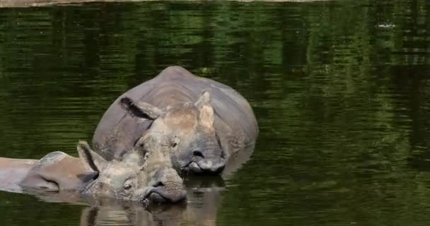 Rinoceronte Indio Rinoceronte Unicornis Adultos Pie Agua Tiempo Real — Vídeo de stock