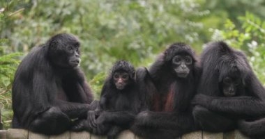Kahverengi Saçlı Örümcek Maymun, ateles fusciceps rufiventris, Branch 'ta duran Yetişkinler Grubu, Real Time 4K