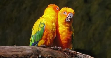Sun Parakeet, arating a gün dönümü, Father Preening Sesion, Eş Bakımı, Real Time 4K