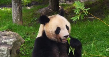 Dev Panda, hasta uropoda melanoleuca, Bambu yiyen yetişkin, Real Time 4K