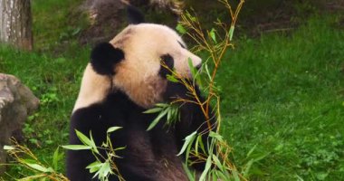 Dev Panda, hasta uropoda melanoleuca, Bambu yiyen yetişkin, Real Time 4K