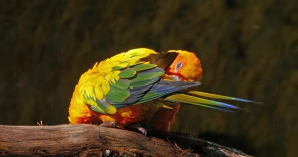 Sun Parakeet Aratinga Solstitialis Paar Doen Van Veren Preening Sessie — Stockvideo