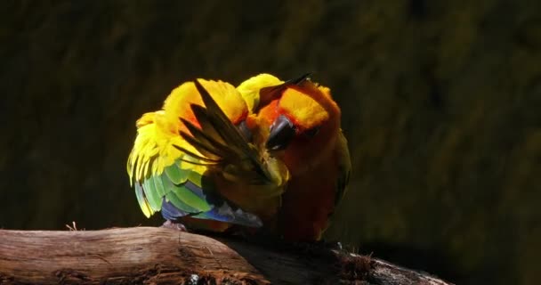 Sun Parakeet Aratinga Solstitialis Ζεύγος Που Κάνει Feather Preening Session — Αρχείο Βίντεο