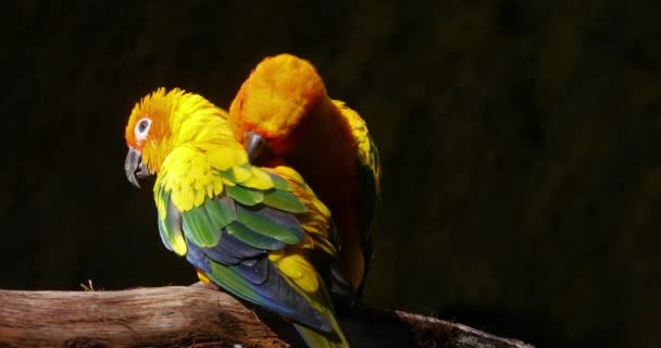 Sun Parakeet Aratinga Solstitialis Para Uprawiająca Feather Preening Session Para — Wideo stockowe