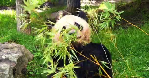 Giant Panda Ailuropoda Melanoleuca Adult Eating Bamboo Branch Real Time — 비디오