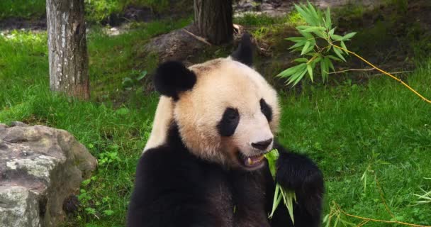 Giant Panda Ailuropoda Melanoleuca Adult Eating Bamboo Branch Real Time — Stock video
