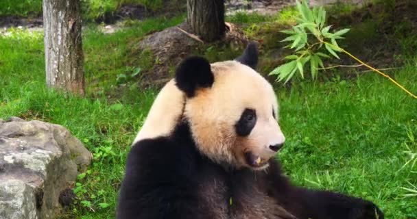 Panda Gigante Ailuropoda Melanoleuca Adulto Comendo Ramo Bambu Real Time — Vídeo de Stock