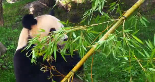 Giant Panda Ailuropoda Melanoleuca Adult Eating Bamboo Branch Real Time — Stock video