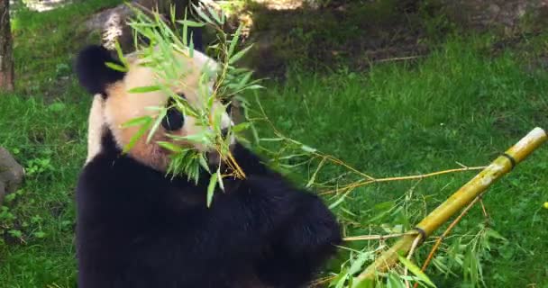 Panda Gigante Ailuropoda Melanoleuca Ramo Bambù Mangia Adulti Tempo Reale — Video Stock