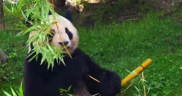 Panda Gigante Ailuropoda Melanoleuca Rama Bambú Para Adultos Tiempo Real — Vídeo de stock