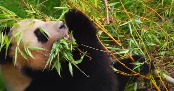 Giant Panda Ailuropoda Melanolua Adult Eating Bamboo Branch Real Time — Αρχείο Βίντεο