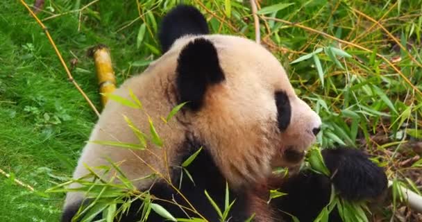 Giant Panda Ailuropoda Melanoleuca Felnőtt Evő Bambuszág Valós Idejű — Stock videók