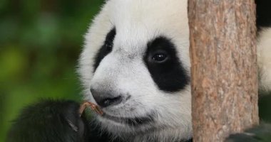 Dev Panda, hasta uropoda melanoleuca, Yetişkin Portresi, Fransa Beauval Hayvanat Bahçesi, Real Time 4K