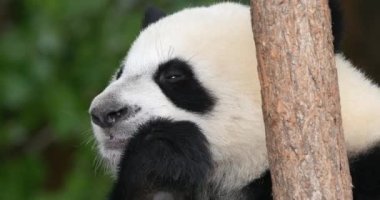 Dev Panda, hasta uropoda melanoleuca, Yetişkin Portresi, Fransa Beauval Hayvanat Bahçesi, Real Time 4K