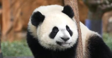 Dev Panda, hasta uropoda melanoleuca, Yetişkin Portresi, Fransa Beauval Hayvanat Bahçesi, Real Time 4K