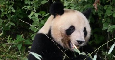 Dev Panda, hasta uropoda melanoleuca, Bambu yiyen yetişkin, Real Time 4K