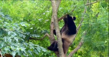 Dev Panda, hasta uropoda melanoleuca, Yetişkin Ağaç 'ta duruyor, Real Time 4K