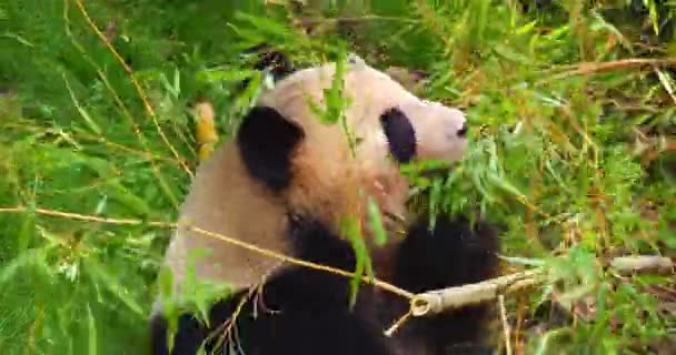 Dev Panda Hasta Uropoda Melanoleuca Bambu Yiyen Yetişkin Real Time — Stok video