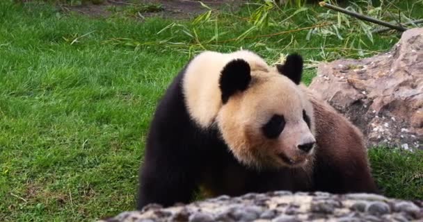 Óriás Panda Ailuropoda Melanoleuca Felnőtt Valós Idejű — Stock videók