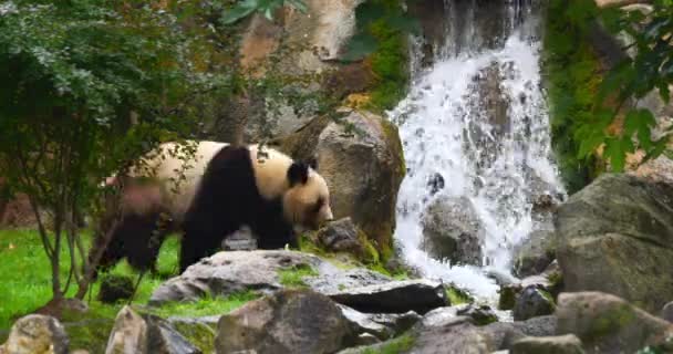 Panda Gigante Ailuropoda Melanoleuca Adulto Passando Por Uma Cachoeira Tempo — Vídeo de Stock