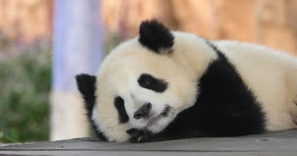 Panda Gigante Ailuropoda Melanoleuca Retrato Adulto Beauval Zoo Francia Tiempo — Vídeos de Stock