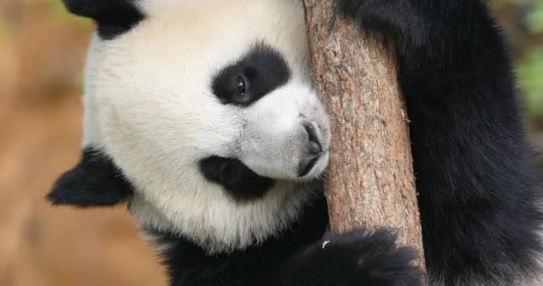 大熊猫 黑斑鱼 成虫的肖像 法国的Beauval动物园 实时4K — 图库视频影像